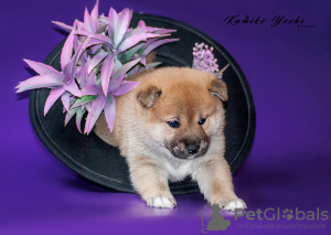Additional photos: Shiba-inu puppy for sale from monobreed kennel