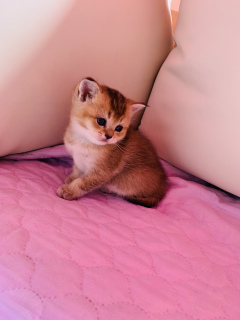 Photo №2 to announcement № 6175 for the sale of scottish fold - buy in Russian Federation private announcement