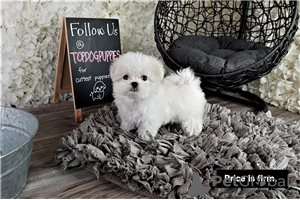 Photo №3. Cute Maltese puppies available for free adoption. Germany