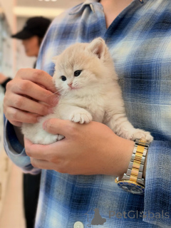 Photo №3. Soft & Affectionate British Shorthair Kittens Ready for New Families. Germany