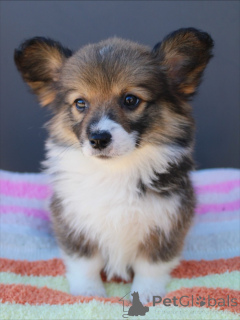 Photo №2 to announcement № 159376 for the sale of welsh corgi - buy in Germany breeder