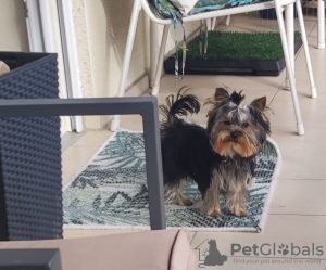 Photo №2 to announcement № 75949 for the sale of yorkshire terrier - buy in Germany breeder