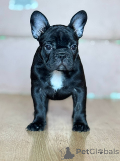 Photo №1. french bulldog - for sale in the city of Smederevo | negotiated | Announcement № 142815