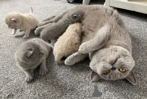 Photo №1. british shorthair - for sale in the city of Esens | 361$ | Announcement № 173913
