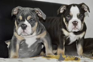 Photo №3. English bulldog puppies. Belarus