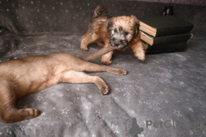 Additional photos: Selling beautiful puppies