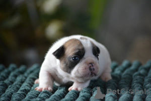 Photo №1. french bulldog - for sale in the city of Berlin | Is free | Announcement № 165471