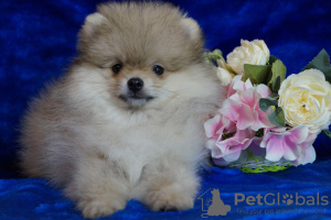 Additional photos: Pomeranian boy - cream sable