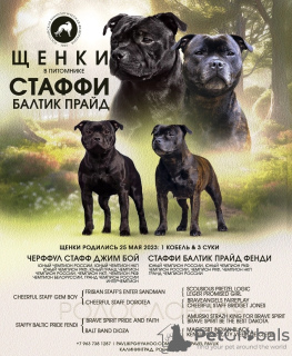 Photo №1. staffordshire bull terrier - for sale in the city of Kaliningrad | 651$ | Announcement № 74564