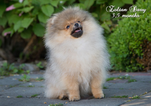 Photo №2 to announcement № 7039 for the sale of pomeranian - buy in Belarus from nursery
