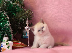 Photo №1. british shorthair - for sale in the city of Lodeynoye Pole | Negotiated | Announcement № 4771
