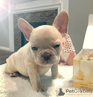 Photo №2 to announcement № 47508 for the sale of french bulldog - buy in Austria private announcement