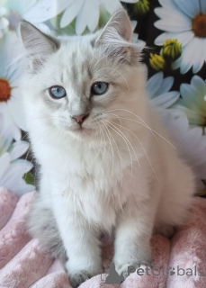 Photo №2 to announcement № 154384 for the sale of neva masquerade - buy in Ukraine private announcement, from nursery, breeder