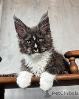 Photo №1. maine coon - for sale in the city of Galacia | negotiated | Announcement № 155700