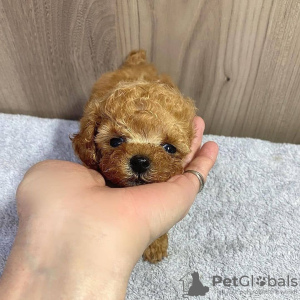 Photo №3. Male and Female Toy poodle for adoption.. Germany