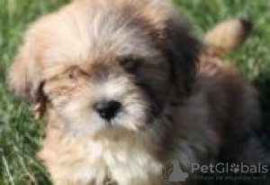 Photo №2 to announcement № 126953 for the sale of lhasa apso - buy in Germany private announcement