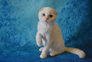 Photo №2 to announcement № 3127 for the sale of scottish fold - buy in Russian Federation from nursery, breeder