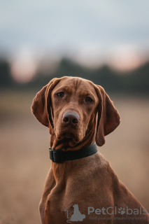 Photo №3. Hungarian Vizsla puppy. Belarus