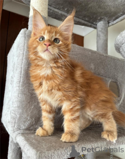 Photo №1. maine coon - for sale in the city of Achaern | 329$ | Announcement № 151542
