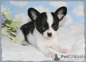 Photo №2 to announcement № 109103 for the sale of chihuahua - buy in Germany private announcement, breeder