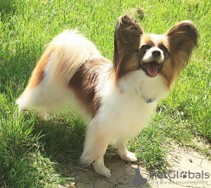Photo №1. papillon dog - for sale in the city of Szczecin | 1057$ | Announcement № 84770