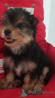 Photo №2 to announcement № 116115 for the sale of yorkshire terrier - buy in Belarus private announcement