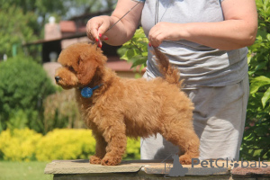 Photo №3. Poodle puppies Kennel. Russian Federation