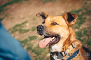 Additional photos: Friendly companion dog Tengri is looking for a home!