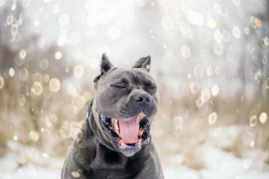 Photo №2 to announcement № 1000 for the sale of cane corso - buy in Russian Federation 