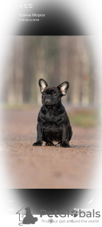 Photo №3. French Bulldog male. Russian Federation