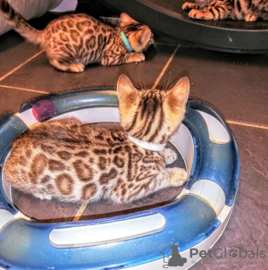 Photo №4. I will sell bengal cat in the city of Berchtesgaden. private announcement, from nursery - price - 423$