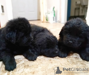 Photo №2 to announcement № 123689 for the sale of newfoundland dog - buy in Finland private announcement