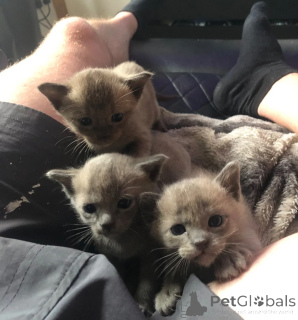 Photo №1. burmese cat - for sale in the city of Münchberg | 361$ | Announcement № 178444