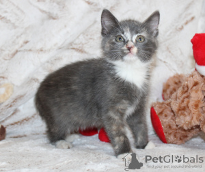 Photo №1. domestic cat - for sale in the city of Tulsa | 100$ | Announcement № 80908