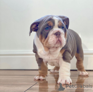 Photo №2 to announcement № 112246 for the sale of english bulldog - buy in Austria private announcement