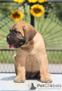 Photo №1. cane corso - for sale in the city of Vršac | Is free | Announcement № 108836