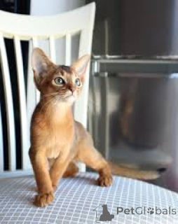 Photo №2 to announcement № 172749 for the sale of abyssinian cat - buy in Poland private announcement, breeder