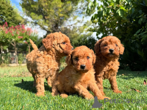 Photo №1. poodle (dwarf) - for sale in the city of Amsterdam | negotiated | Announcement № 160835