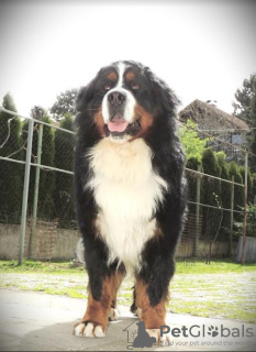 Photo №1. bernese mountain dog - for sale in the city of Belgrade | negotiated | Announcement № 114243