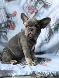 Photo №4. I will sell french bulldog in the city of Warsaw. private announcement - price - 1885$