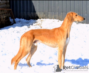 Additional photos: Saluki puppies, females and males