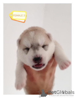 Additional photos: Siberian Husky puppies