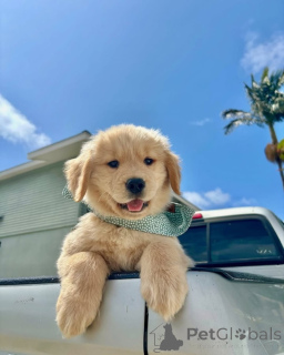 Photo №3. Meet Cooper the sunshine in fur! Loyal, smart, and always ready to make your day. Netherlands