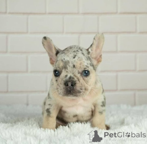 Photo №1. french bulldog - for sale in the city of Nelson | 1700$ | Announcement № 166200