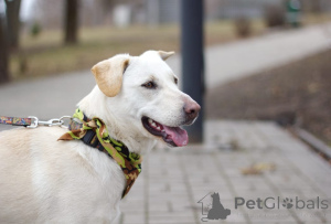 Photo №3. White beauty Eve is looking for a house!. Russian Federation