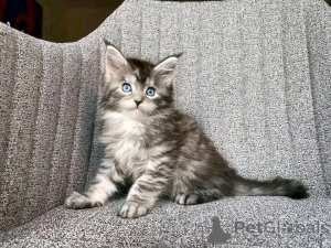 Photo №2 to announcement № 138099 for the sale of maine coon - buy in Germany 