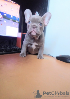 Photo №3. French bulldog puppies of rare colors!. Russian Federation