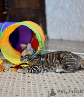 Photo №1. bengal cat - for sale in the city of Minsk | 452$ | Announcement № 166567