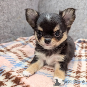 Photo №2 to announcement № 164045 for the sale of chihuahua - buy in Finland private announcement, from the shelter
