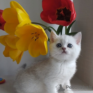 Photo №3. Scottish kittens!. Moldova
